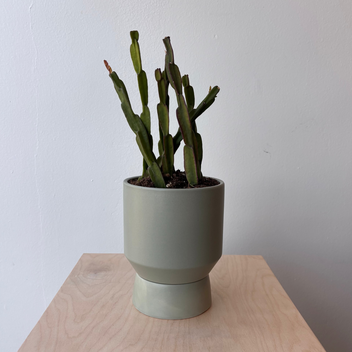 5&quot; Schumbergera