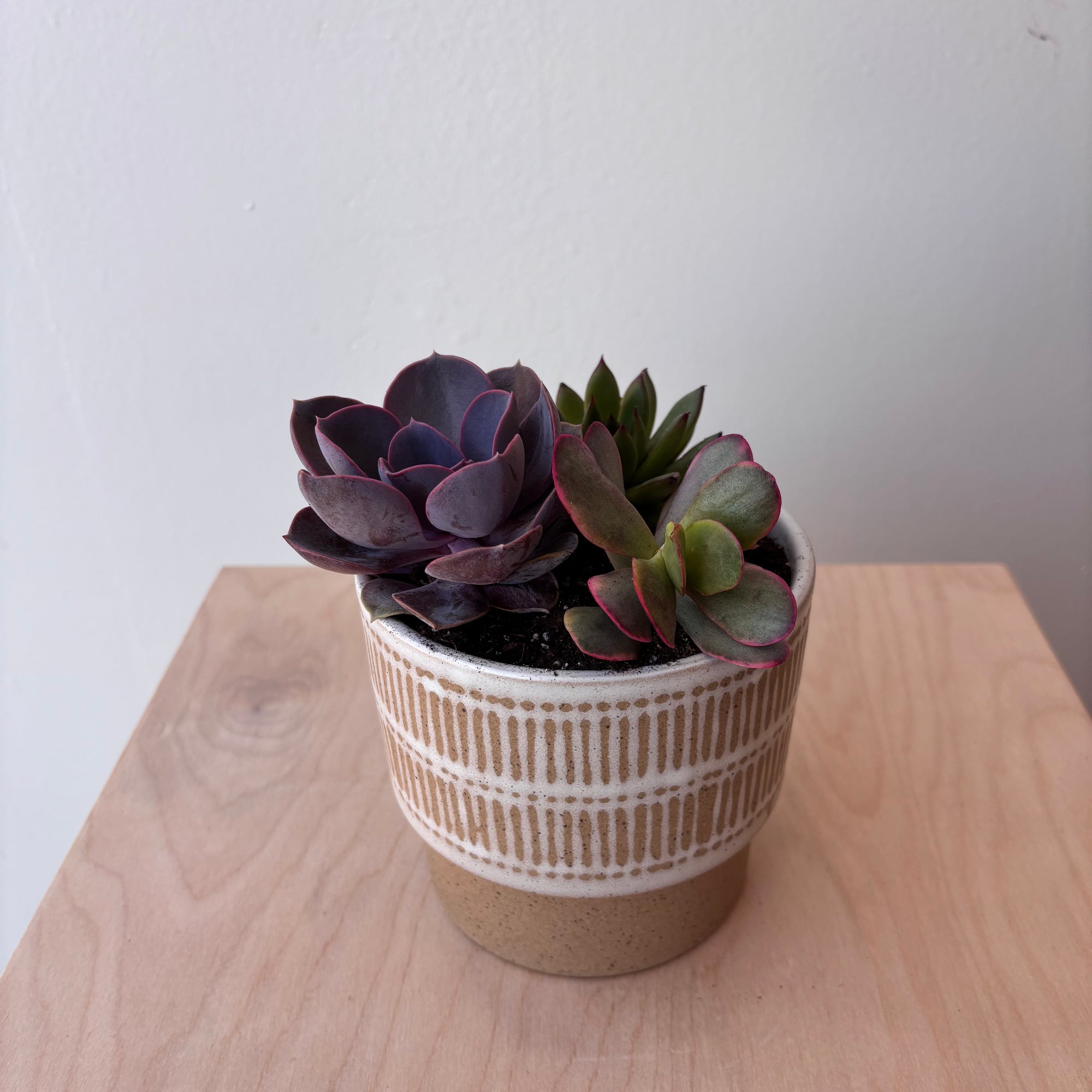 5" Succulent Garden
