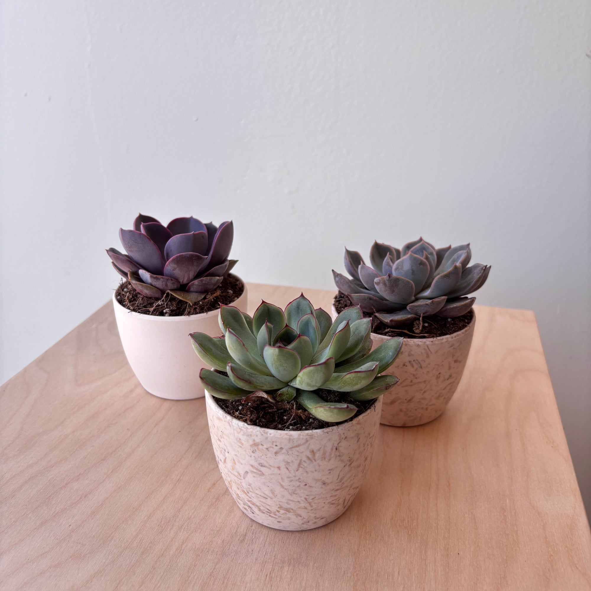 3.5" Echeveria