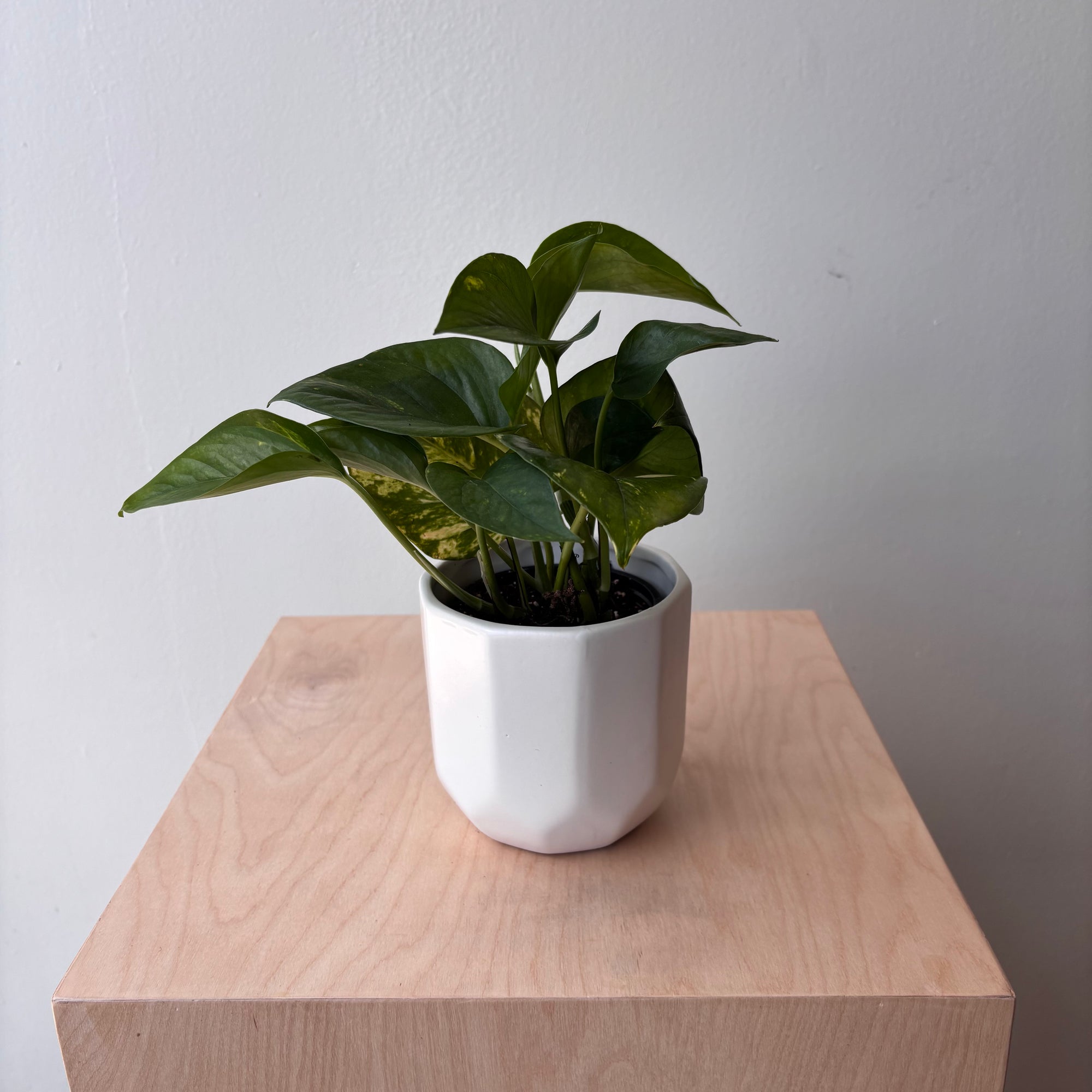 4"Golden Pothos