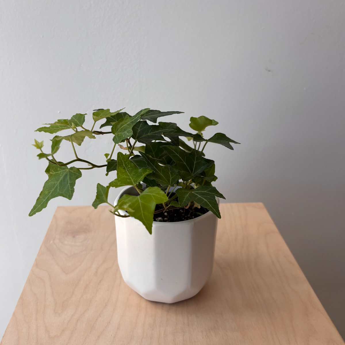 4&quot; Ivy in White Ceramic Container