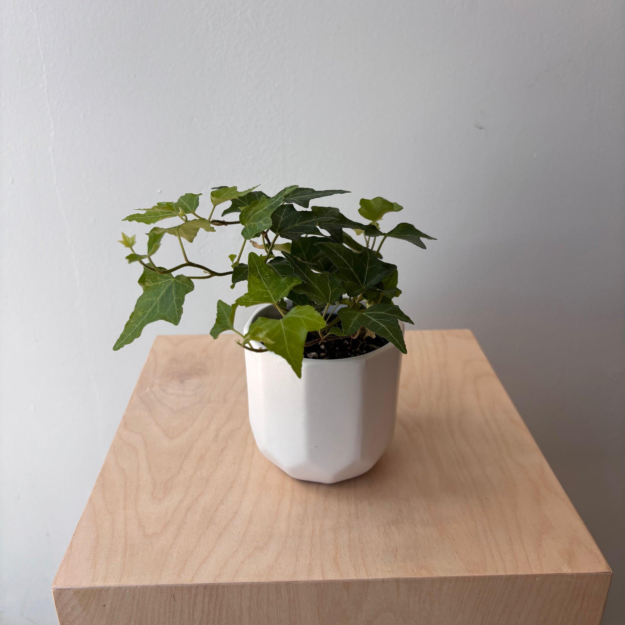 4" Ivy in White Ceramic Container