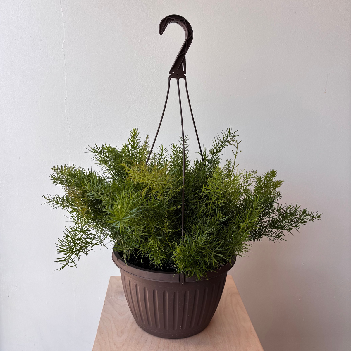 10&quot; Sprengeri Fern