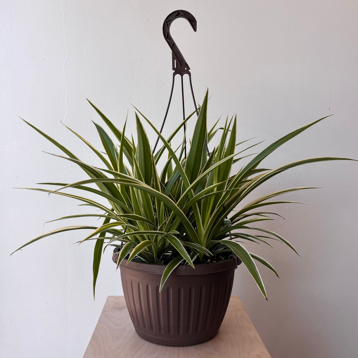 10&quot; Chlorophytum