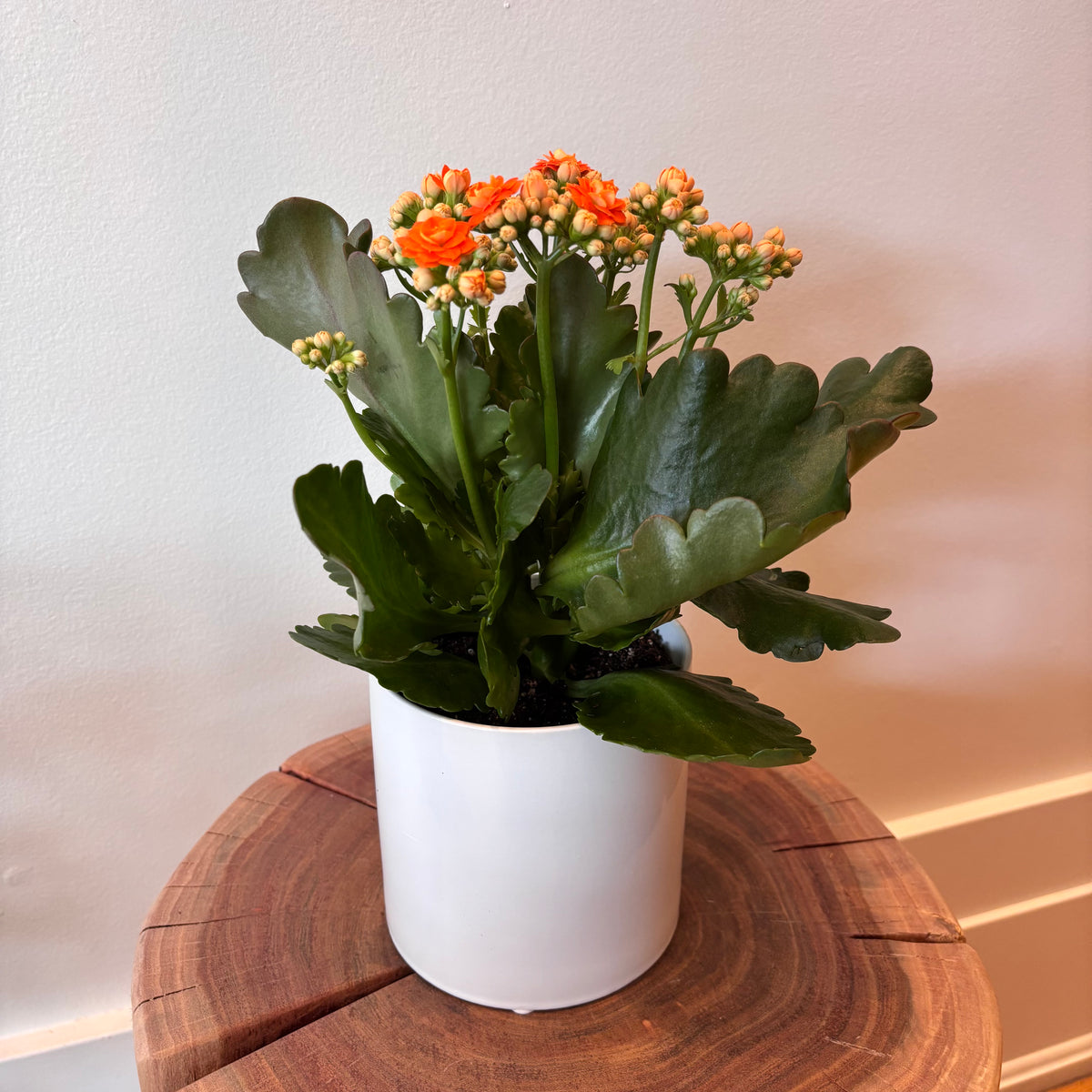 4.5&quot; Orange Calandiva