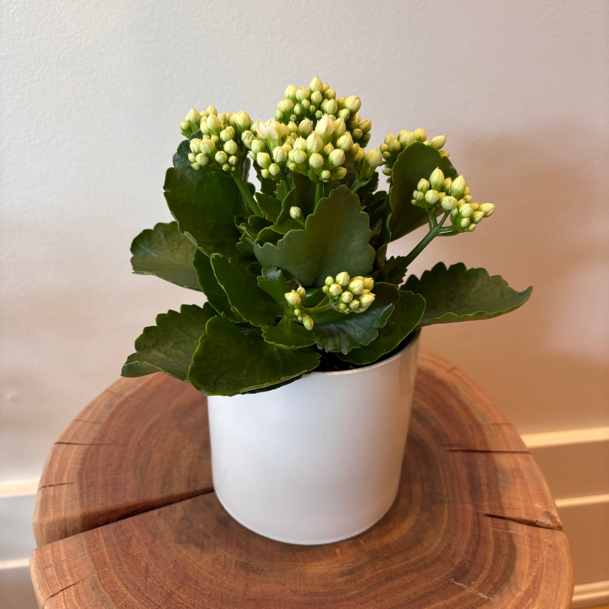 4.5&quot; White Calandiva