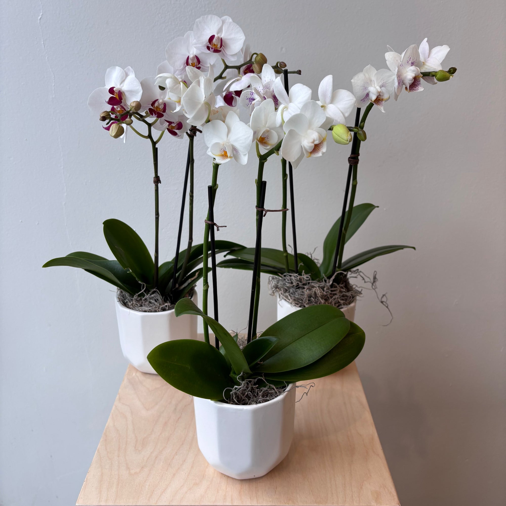 3.5" White Mini Orchid