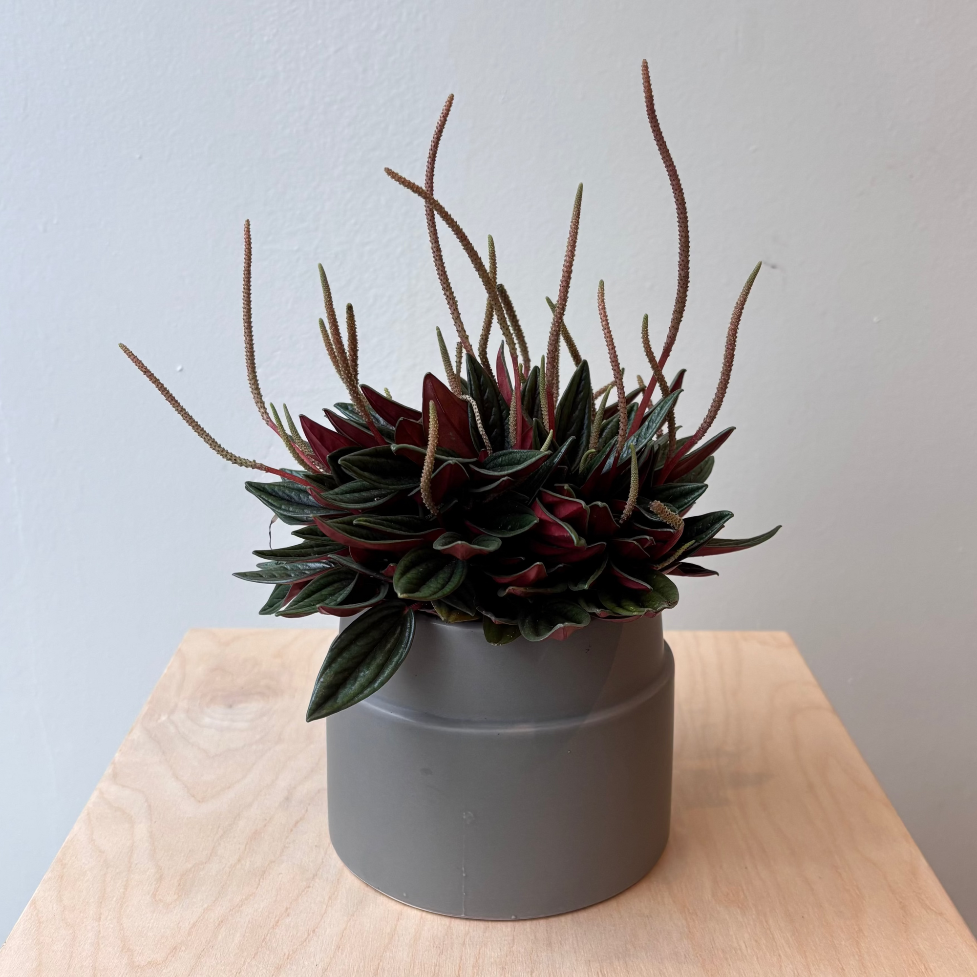 6" Peperomia Rosso