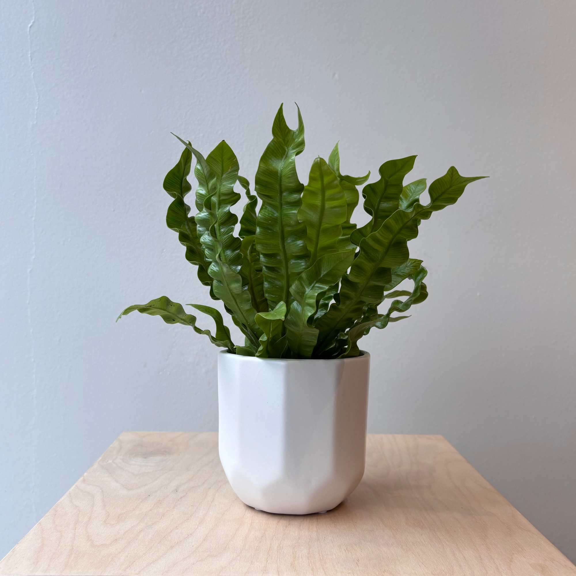 4" Crispy Wave Fern