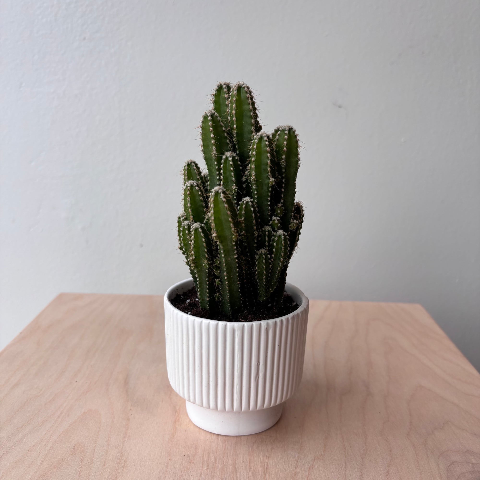 3" Fairy Castle Cactus