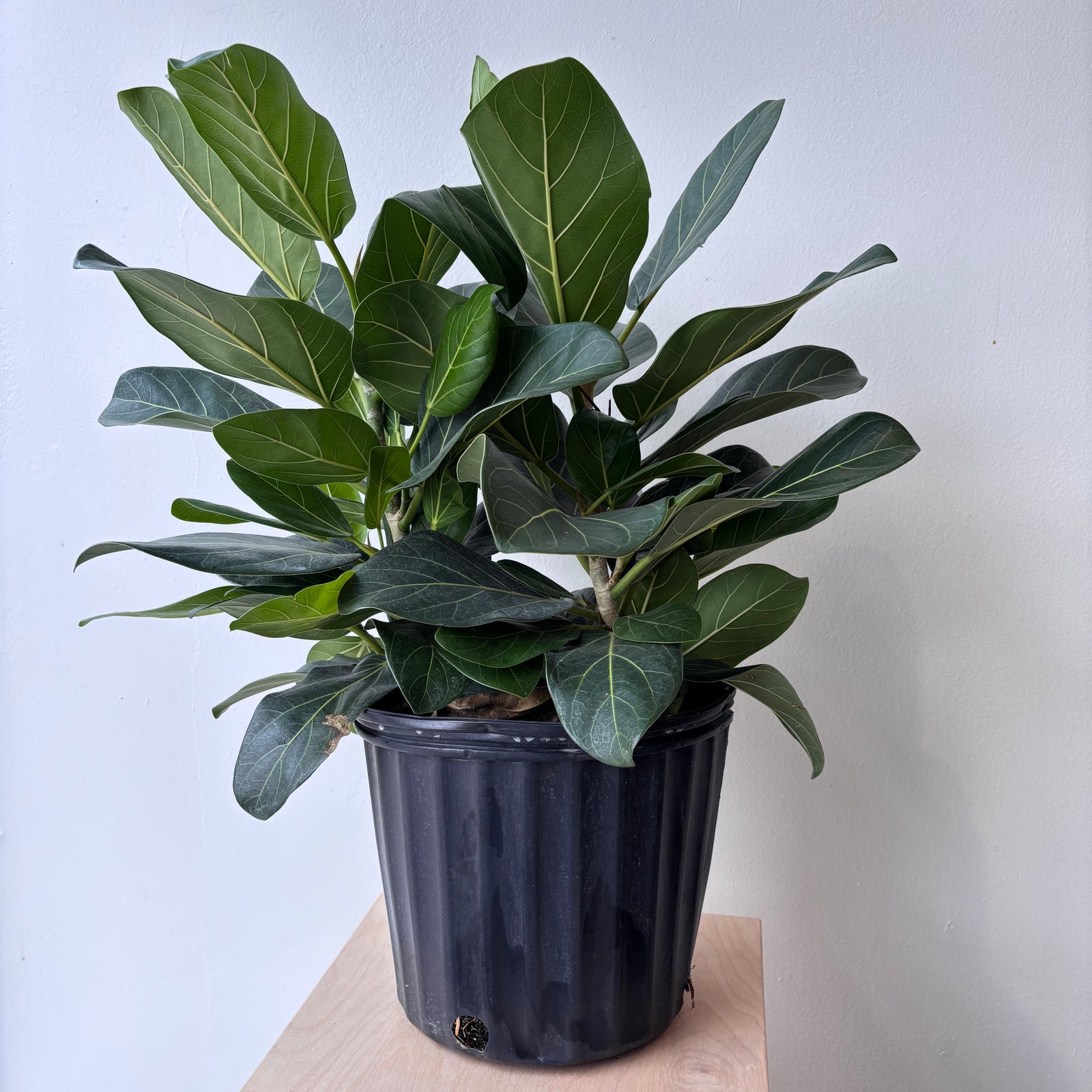 8" Ficus Audrey Bush