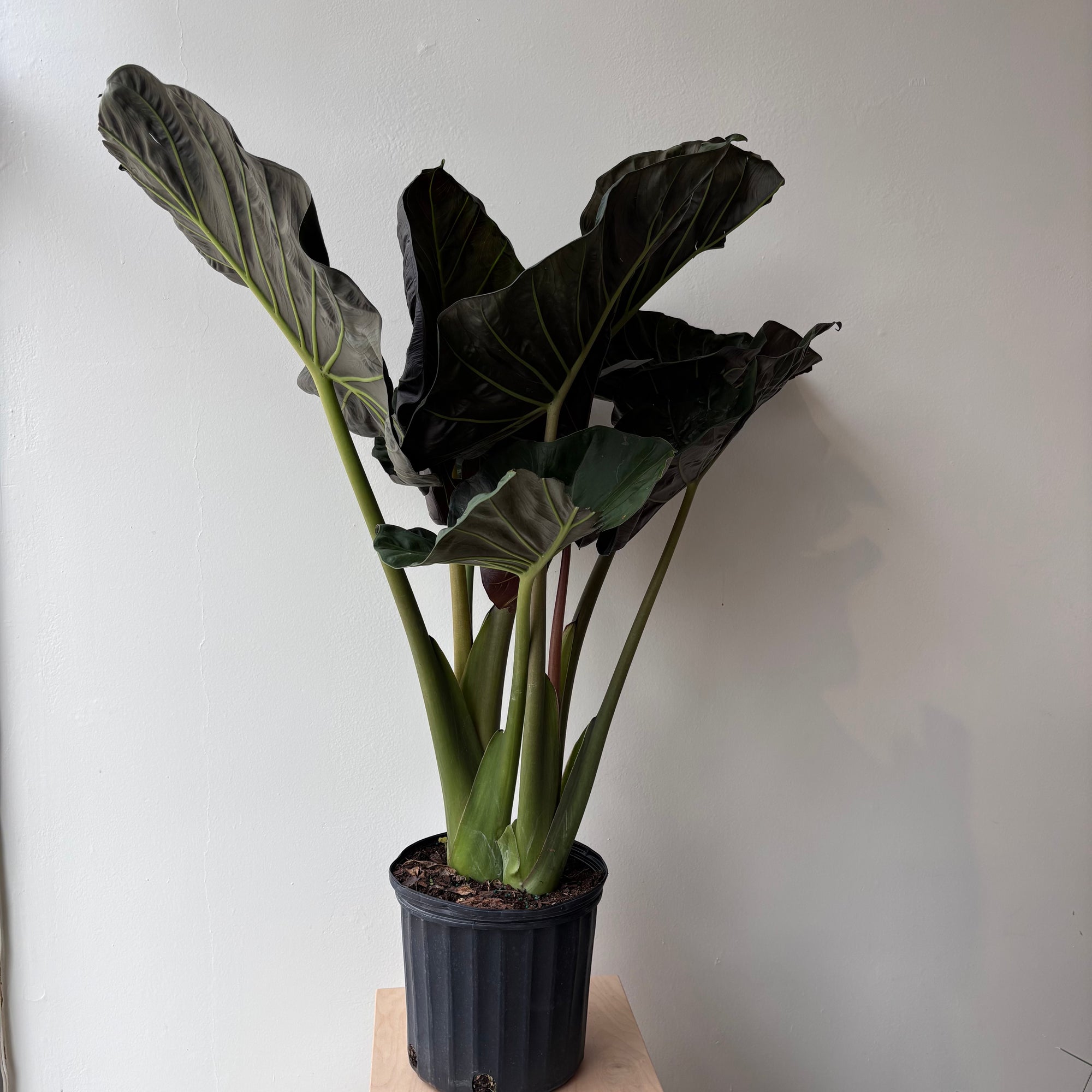 10" Alocasia Regal Sheild