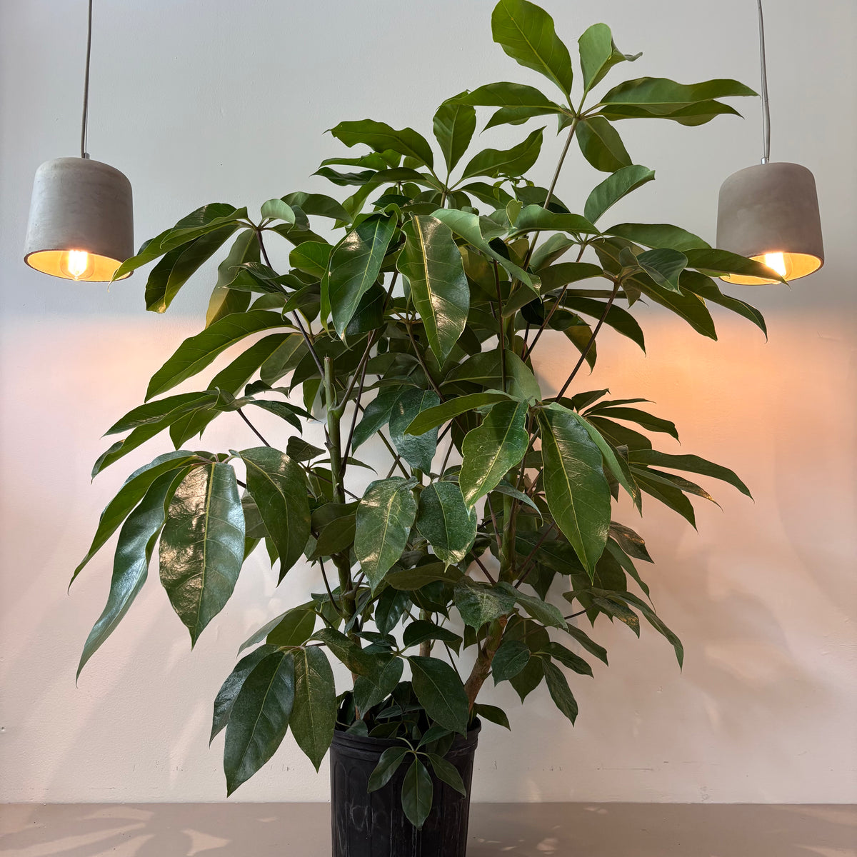 10&quot; Schefflera Amate