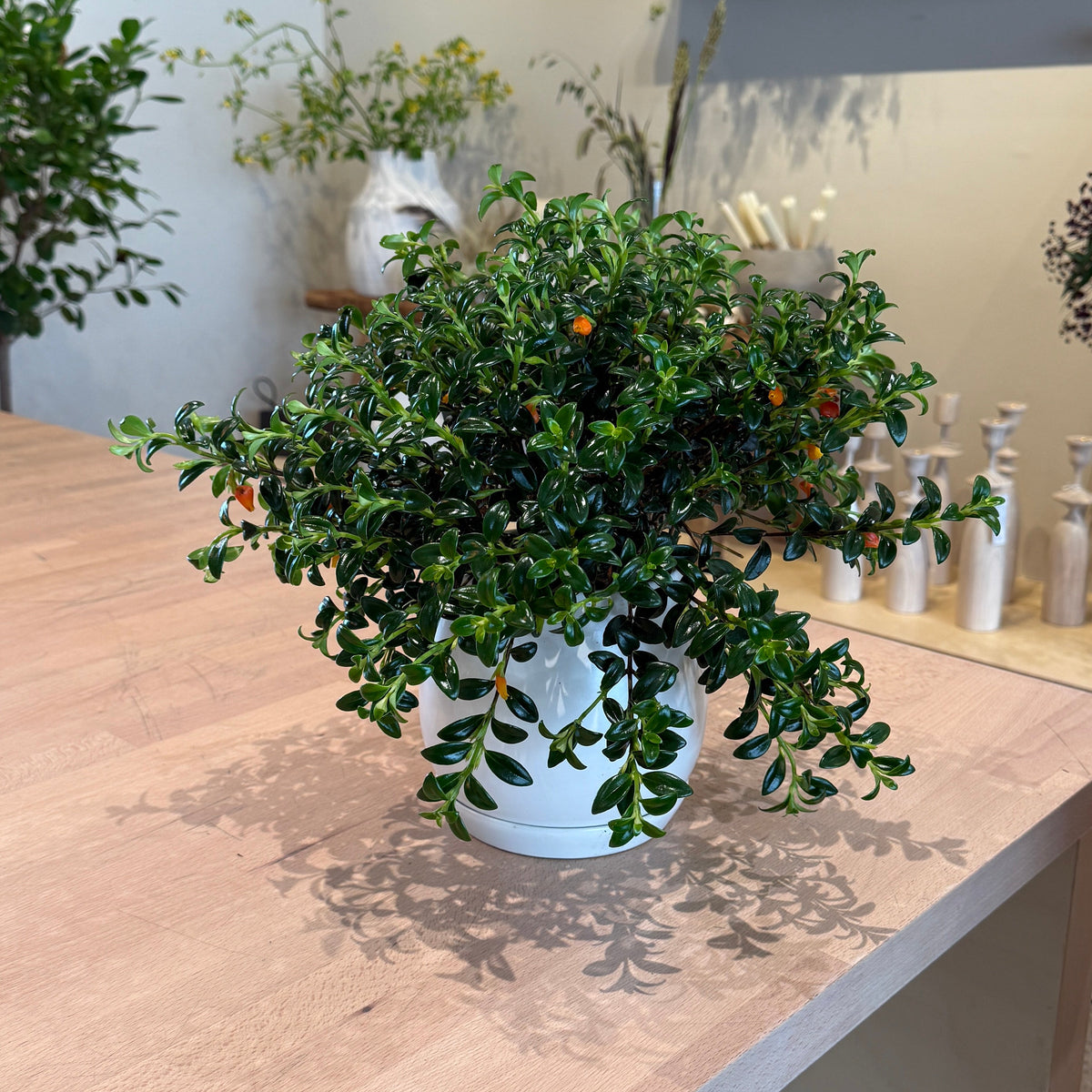 6" Goldfish Plant