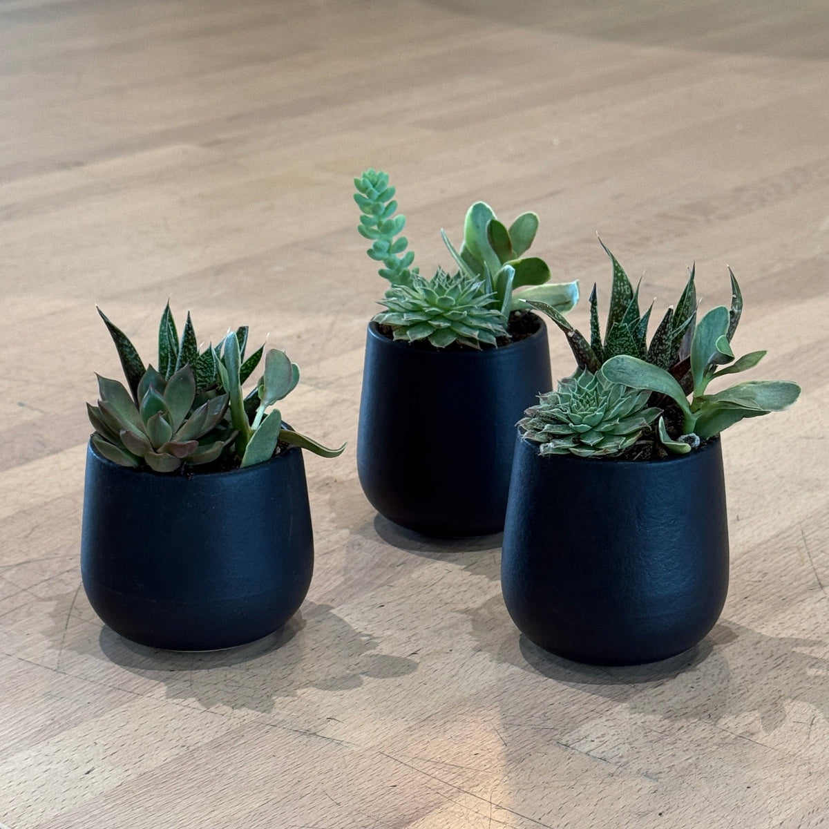 3" Mini Succulents