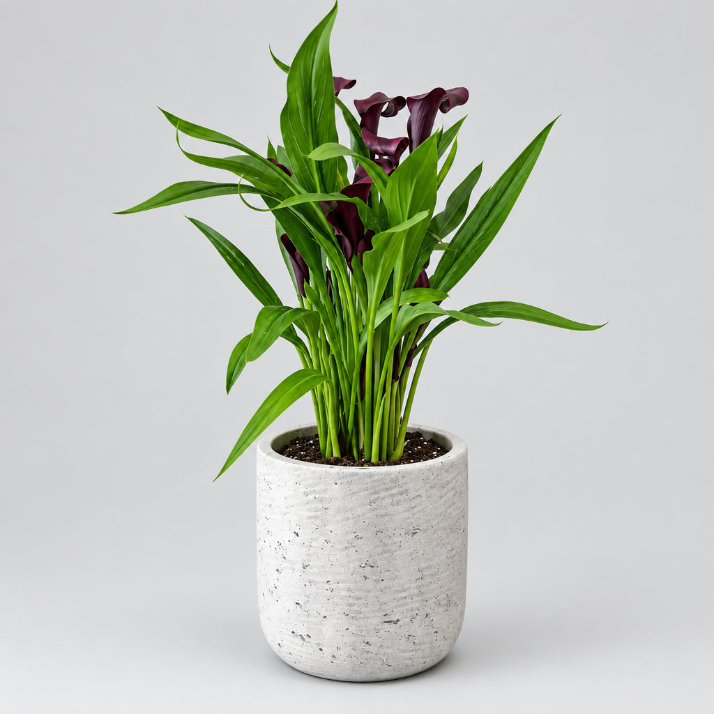 6" Calla Lily in Plum