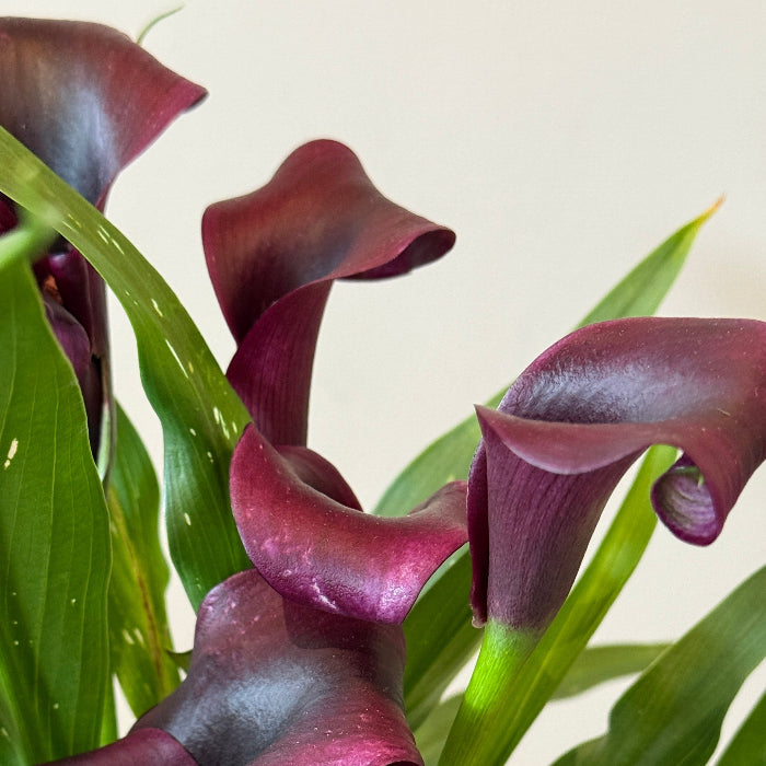 6" Calla Lily in Plum