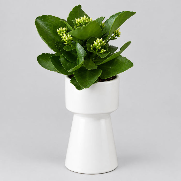 4.5" White Kalanchoe in Pedestal Container