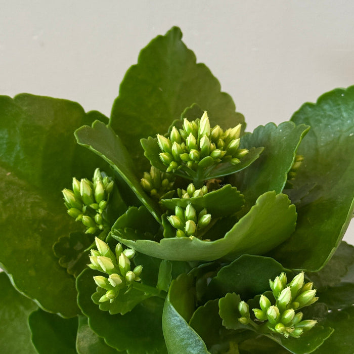 4.5" White Kalanchoe in Pedestal Container