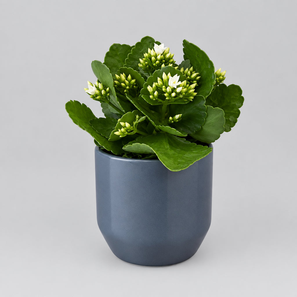 4.5" White Kalanchoe