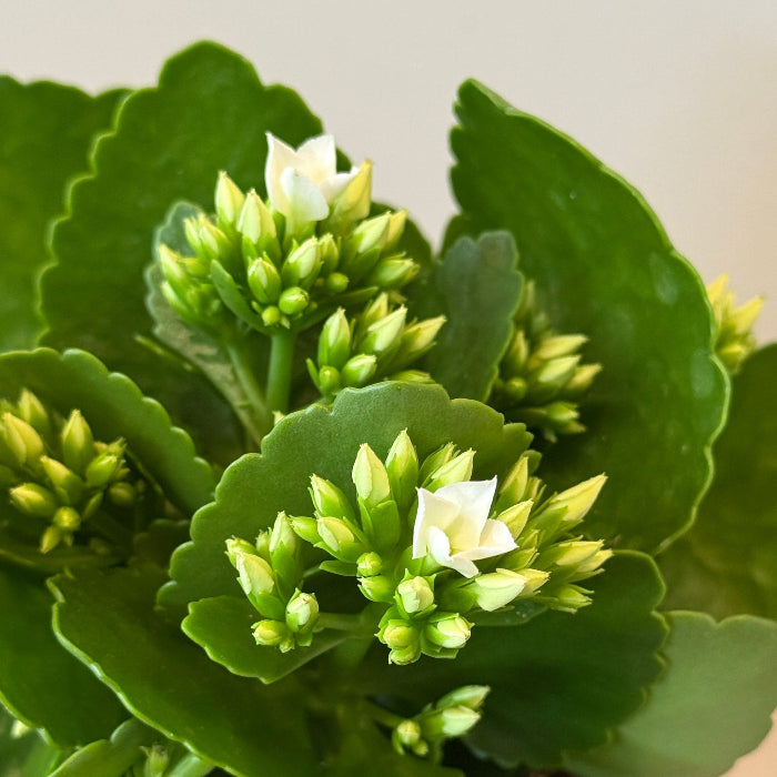 4.5" White Kalanchoe