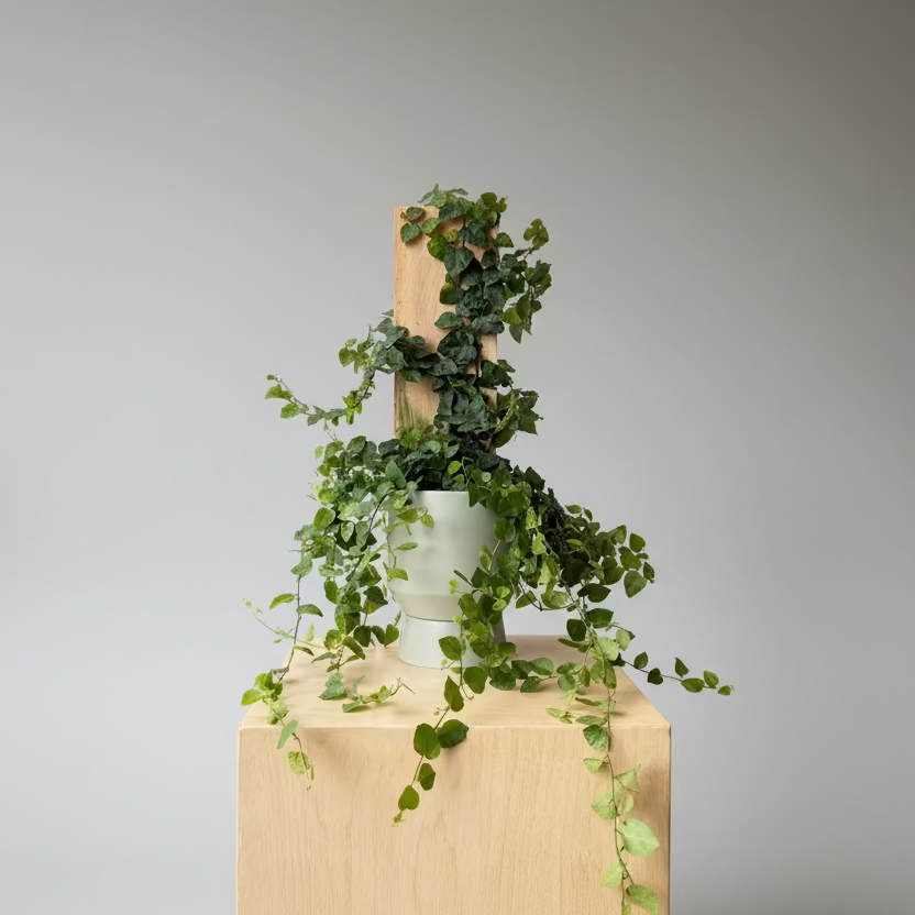 6" Ficus Pumila