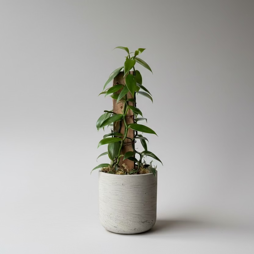 6" Vanilla Planifolia Orchid