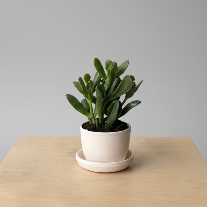 3" Crassula 'Gollum'