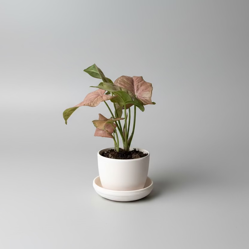 3" Nephithytis 'Rose'