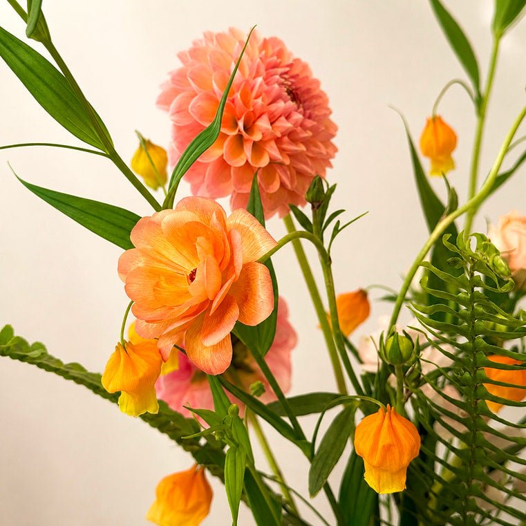Apricot Bloom - Bloomfields