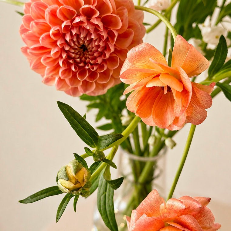 Apricot Bloom - Bloomfields