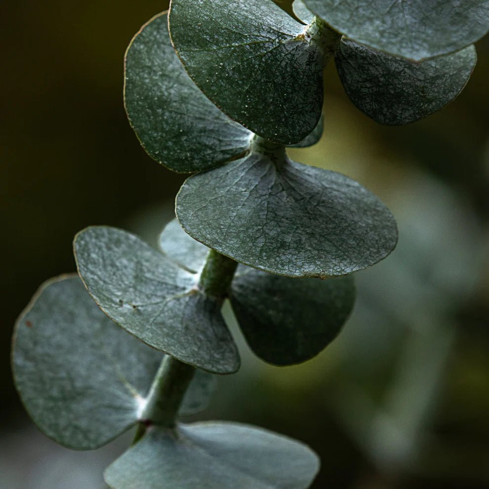 Ardor Bin Candles - Bloomfields