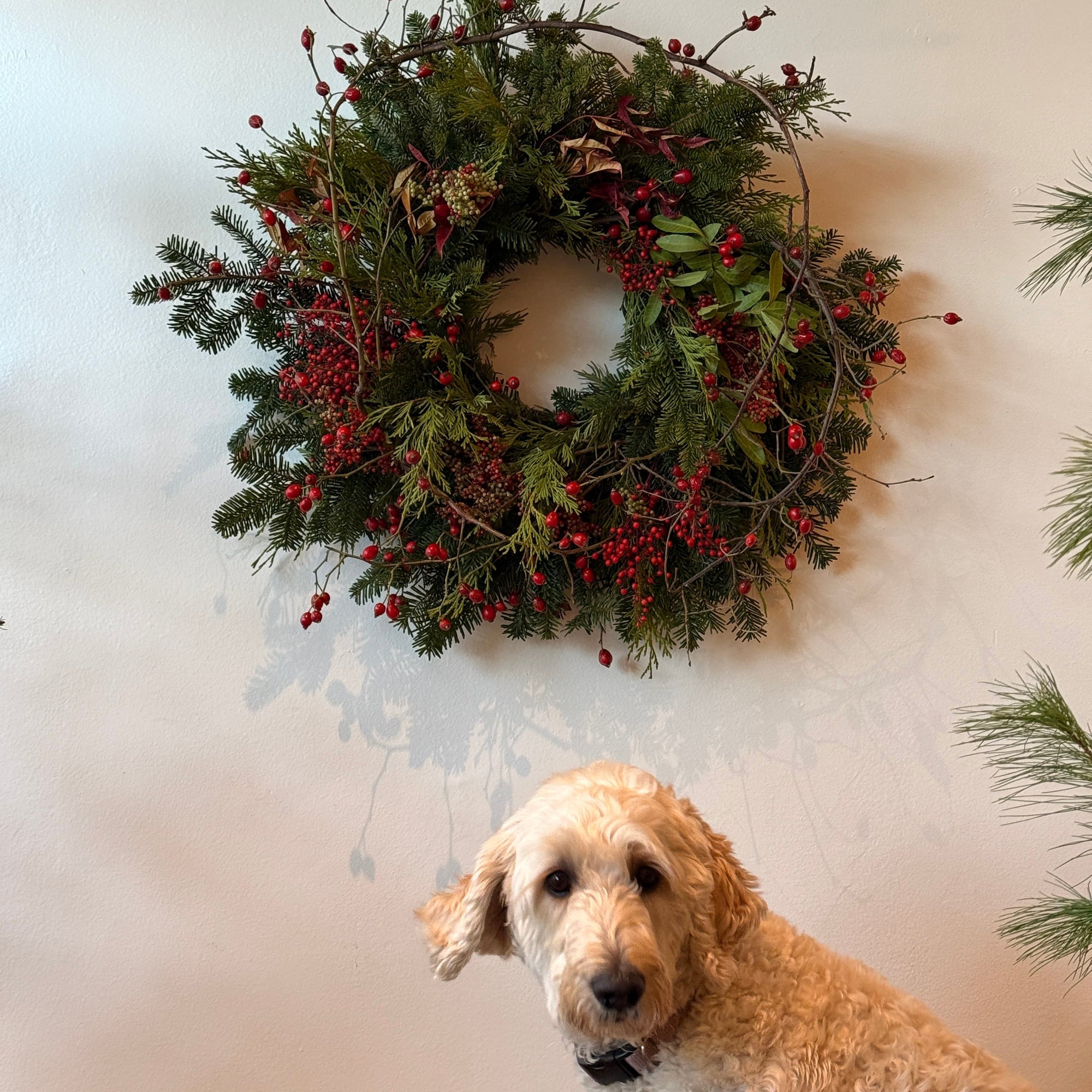 Berry Wreath - Bloomfields