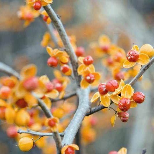 Bittersweet Bunch - Bloomfields