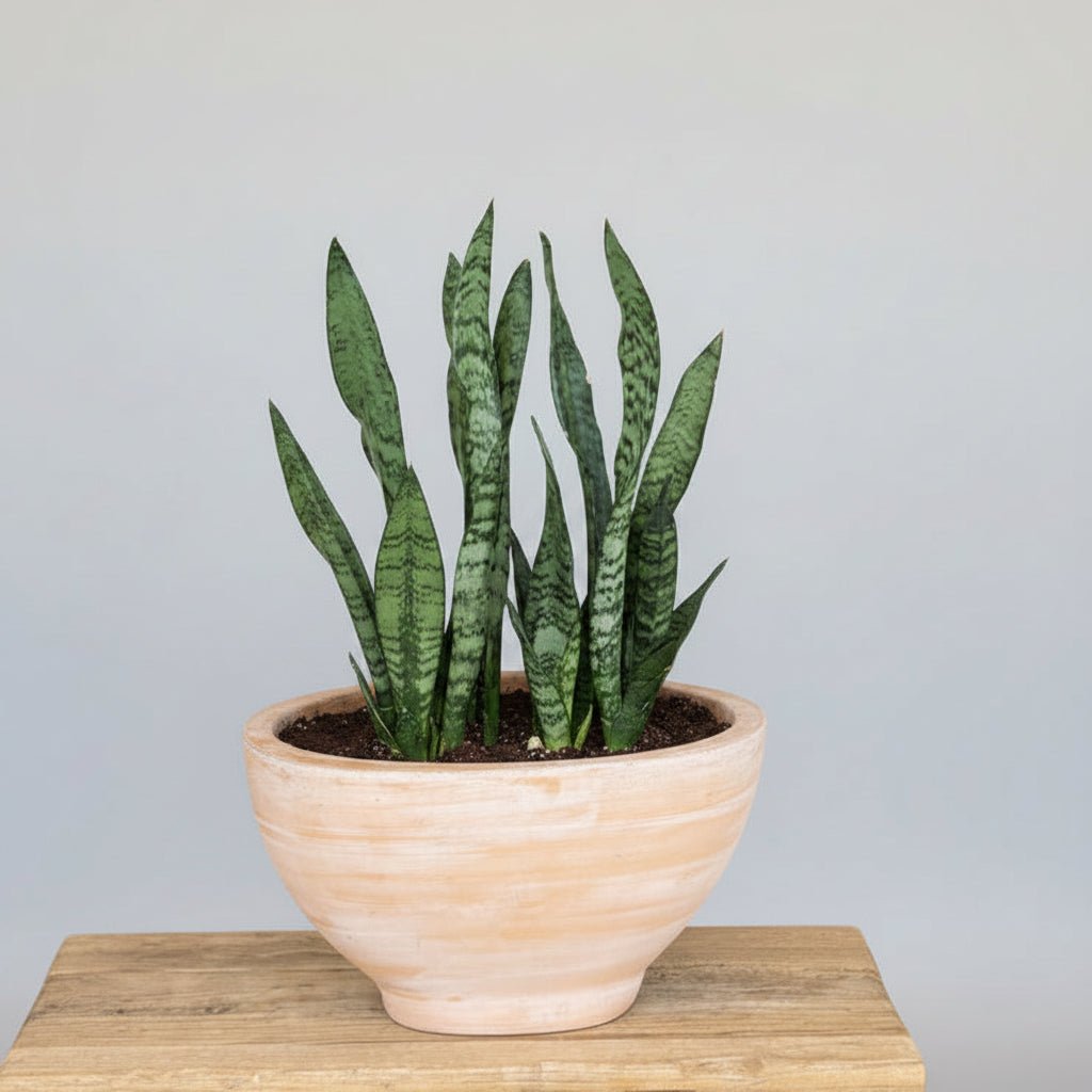 Caramel Boat Cacti Planter - Bloomfields