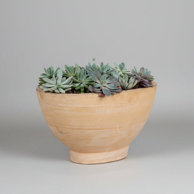 Caramel Boat Succulent Planter - Bloomfields