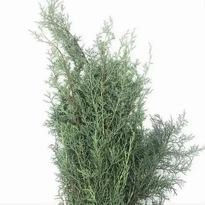 Carolina Sapphire Market Bunch - Bloomfields