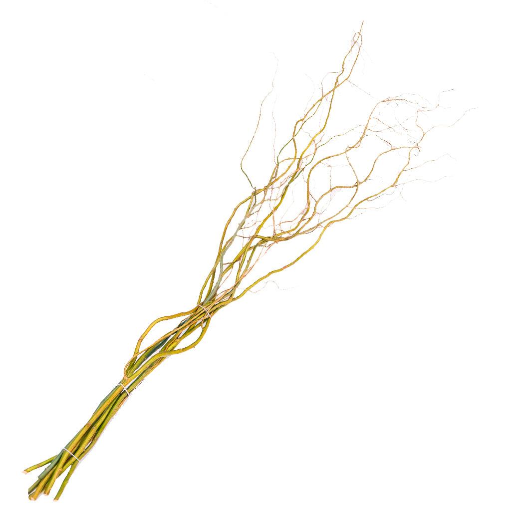 Curly Willow (short) Market Bunch - Bloomfields