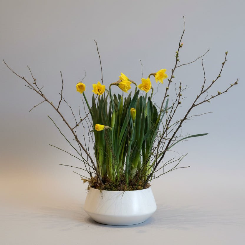 Daffodil Flowering Bulb Garden - Bloomfields