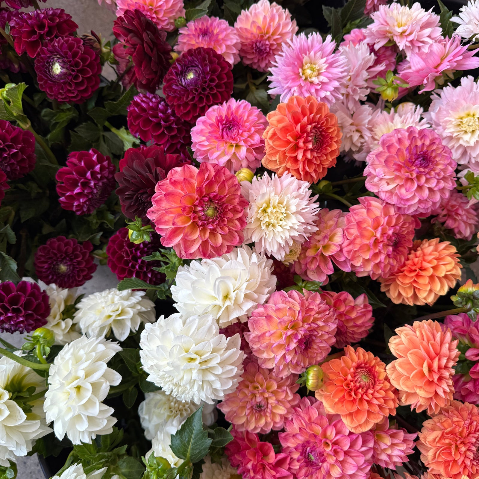 Dahlia Market Bunch - Bloomfields
