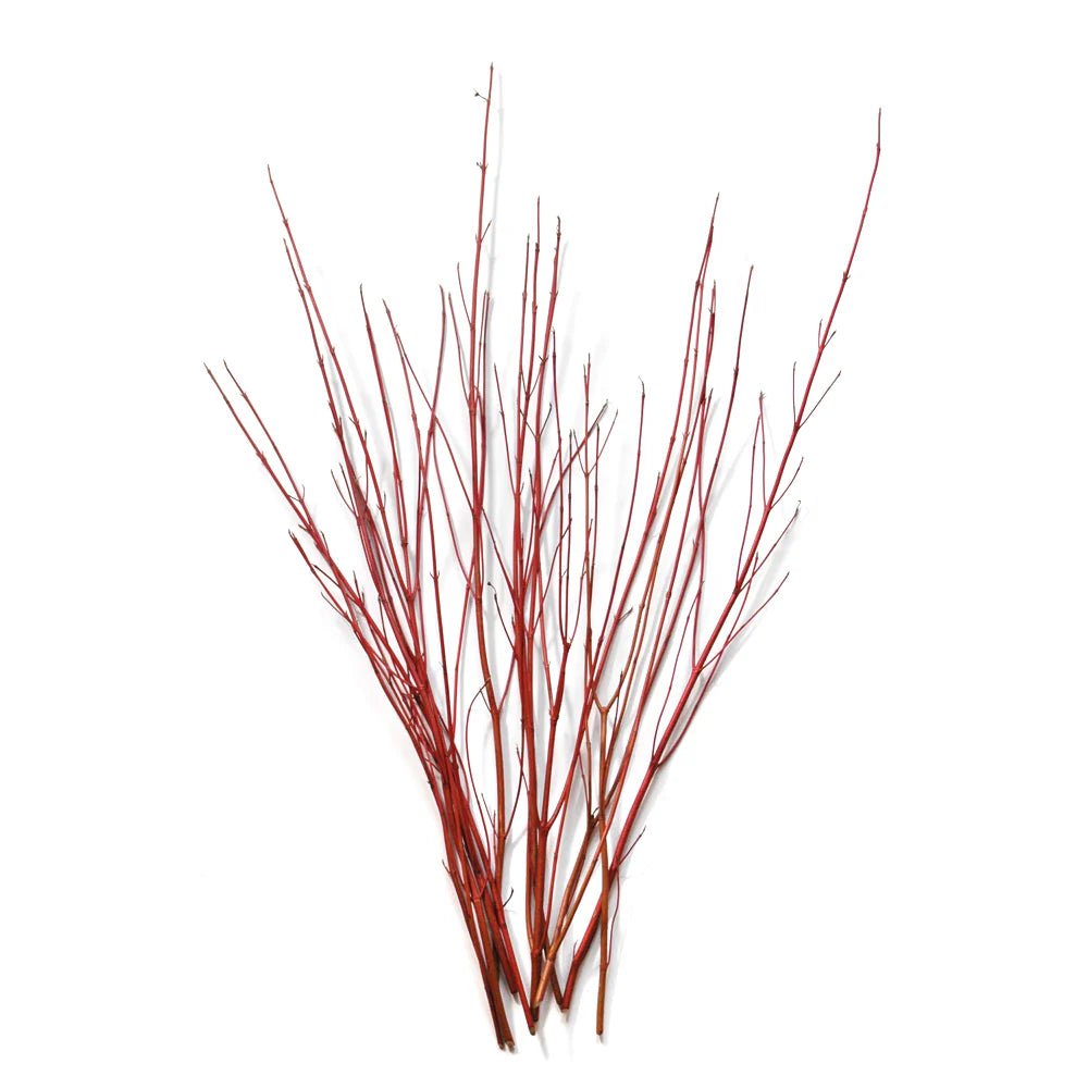 Dogwood Red Market Bunch - Bloomfields