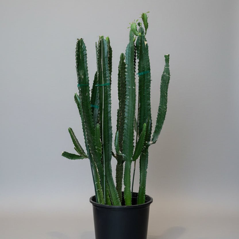 Extra Large Cactus Plant - Bloomfields