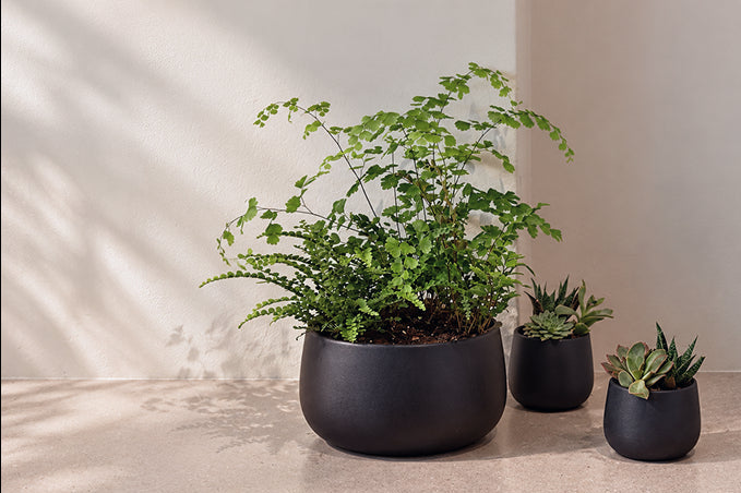 Plants