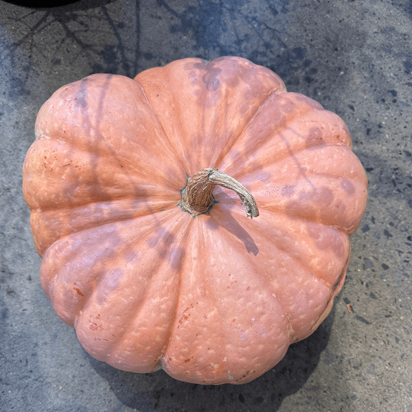 Feed One Family – Pumpkin Donation - Bloomfields