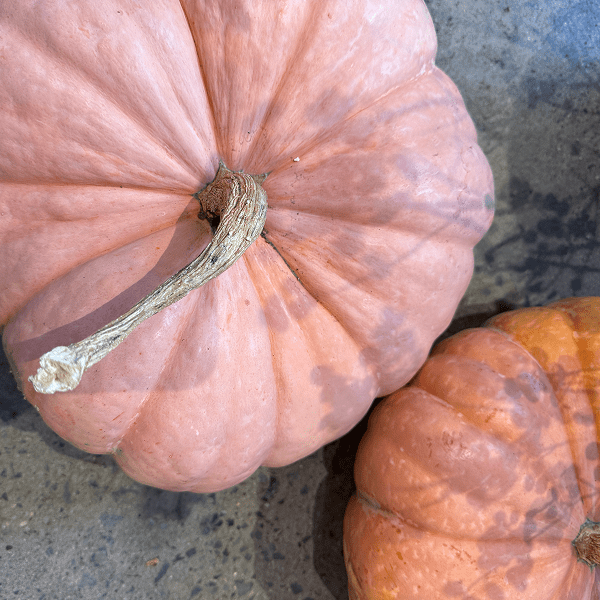 Feed Two Families – Pumpkin Donation Bundle - Bloomfields
