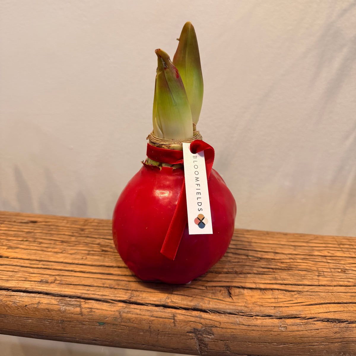 Festive Red Waxed Amaryllis - Bloomfields