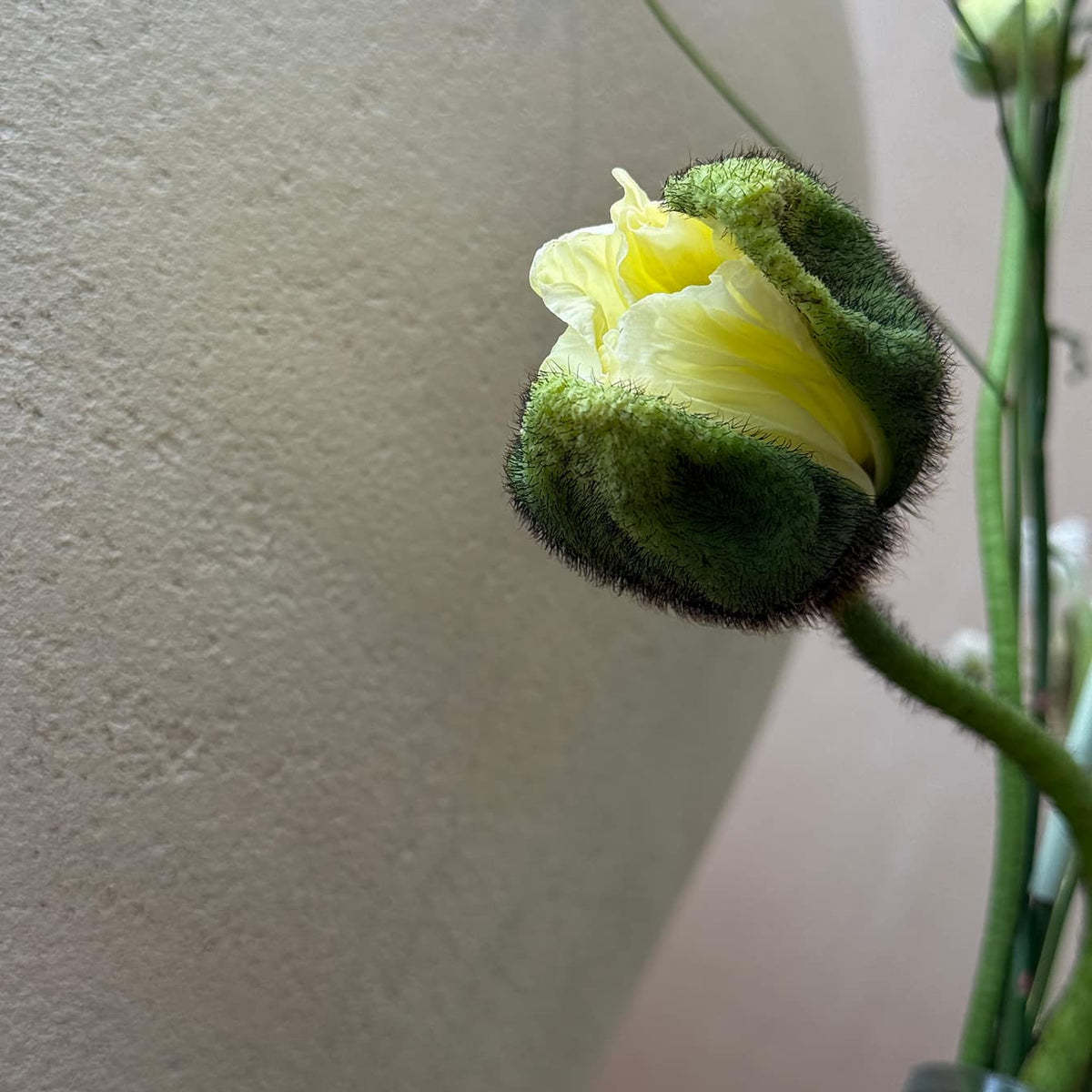 Fleur Bottle Set - Bloomfields