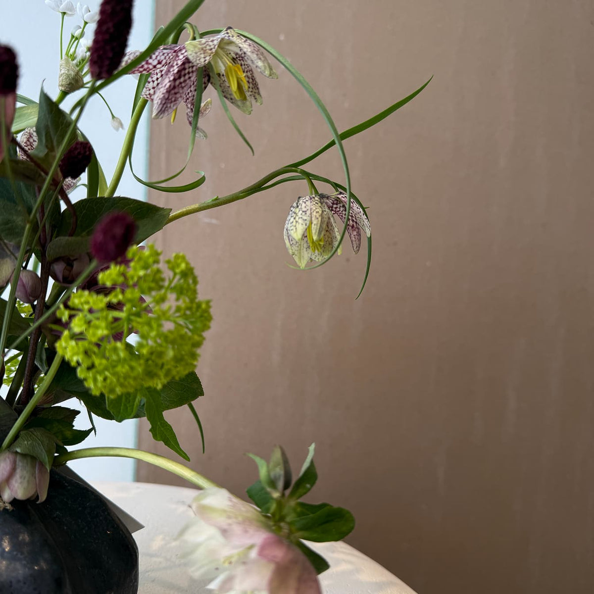 Frittilaria Whisper - Bloomfields