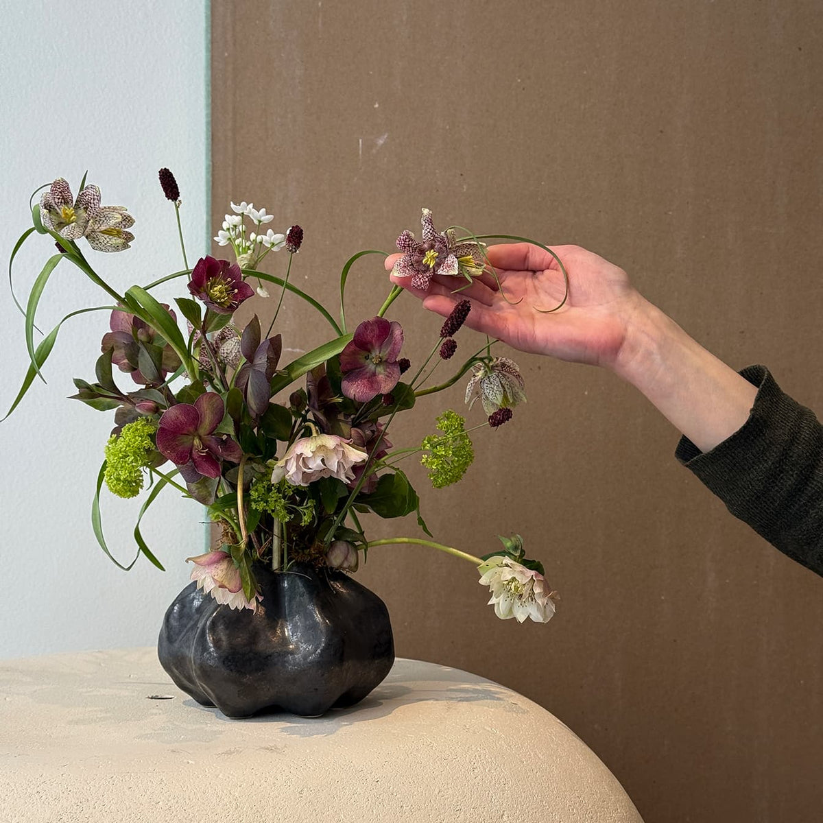 Frittilaria Whisper - Bloomfields