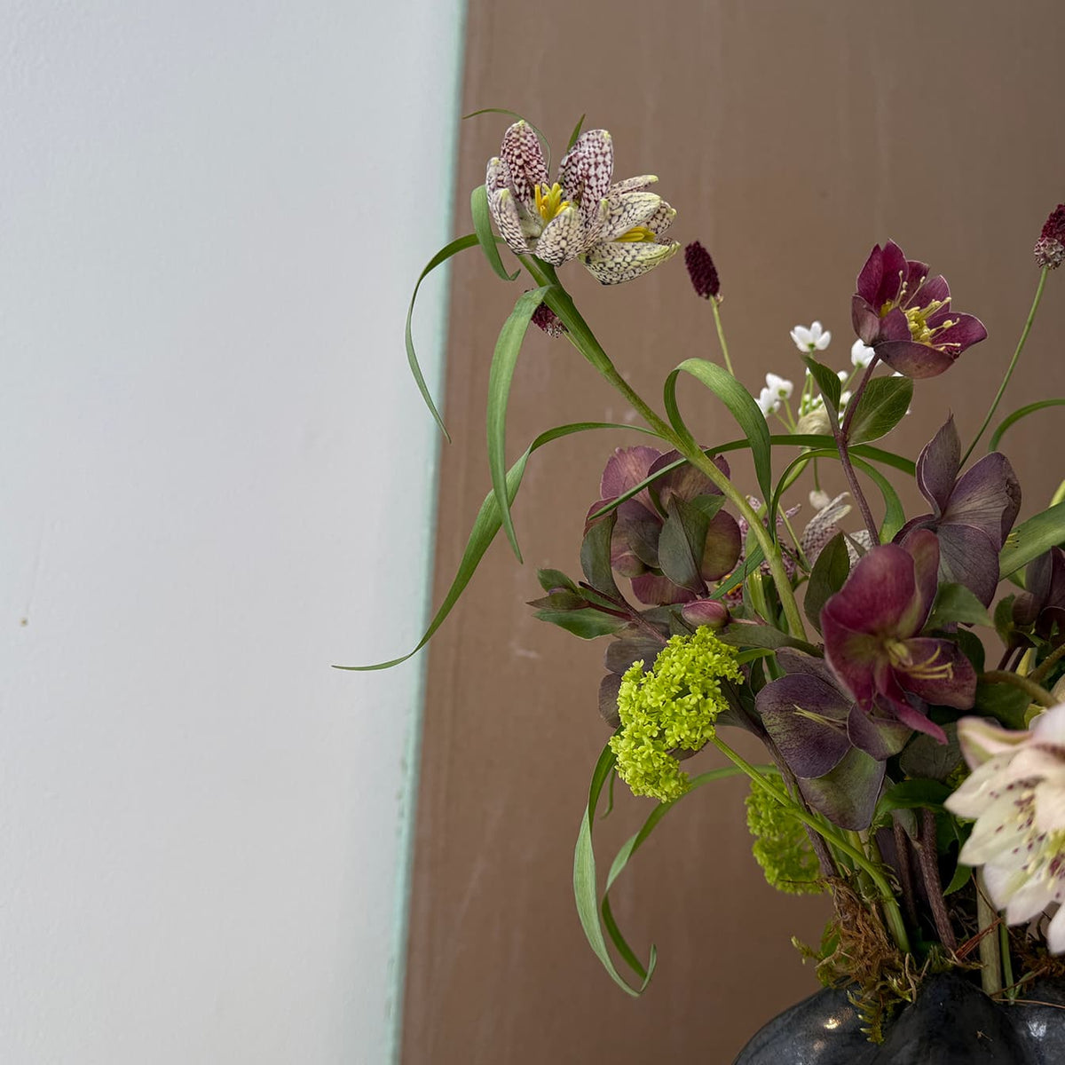 Frittilaria Whisper - Bloomfields